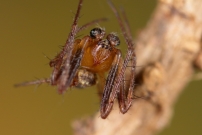 *(17800) La Diodie tte de mort. Un mle (Araneae - Araneidae - Zilla diodia)